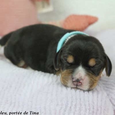 Chiots beagle lof à vendre - portée de tina #0