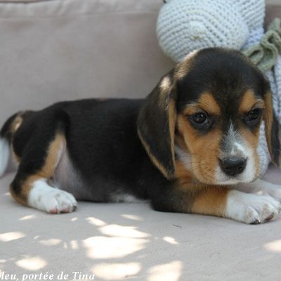 Chiots beagle lof à vendre - portée de tina #2