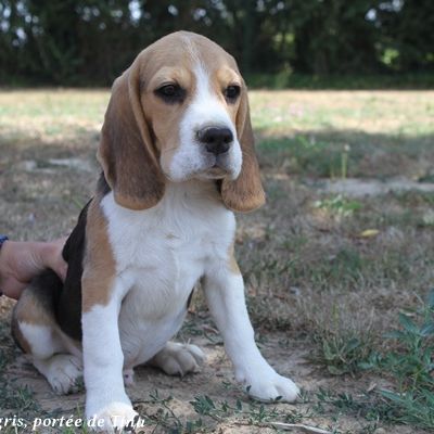 Chiots beagle lof à vendre - portée de tina #0