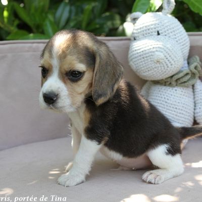 Chiots beagle lof à vendre - portée de tina #3