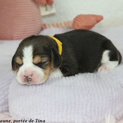 Chiots beagle lof à vendre - portée de tina #5
