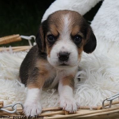 Chiots beagle lof à vendre - portée de tina