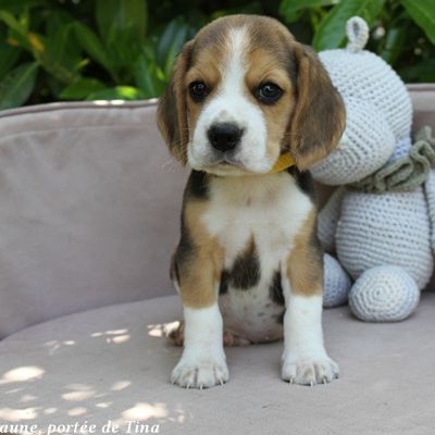 Chiots beagle lof à vendre - portée de tina #4
