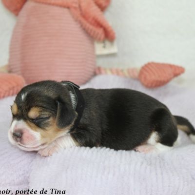 Chiots beagle lof à vendre - portée de tina #6