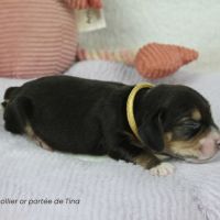 Chiots beagle lof à vendre - portée de tina #1