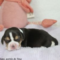 Chiots beagle lof à vendre - portée de tina #2