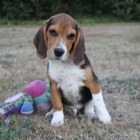 Chiots beagle lof à vendre - portée de tina #2