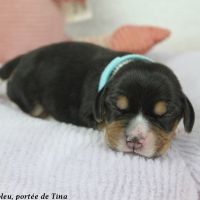 Chiots beagle lof à vendre - portée de tina