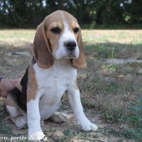 Chiots beagle lof à vendre - portée de tina