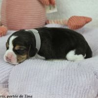 Chiots beagle lof à vendre - portée de tina #4