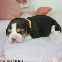 Chiots beagle lof à vendre - portée de tina #5