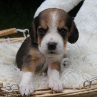Chiots beagle lof à vendre - portée de tina