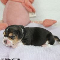 Chiots beagle lof à vendre - portée de tina #6