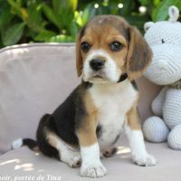 Chiots beagle lof à vendre - portée de tina #5