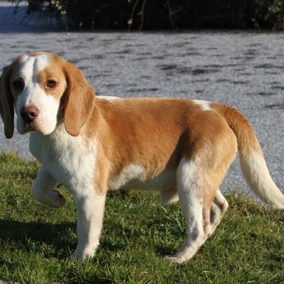Valto, chien beagle bicolore lof à vendre #1