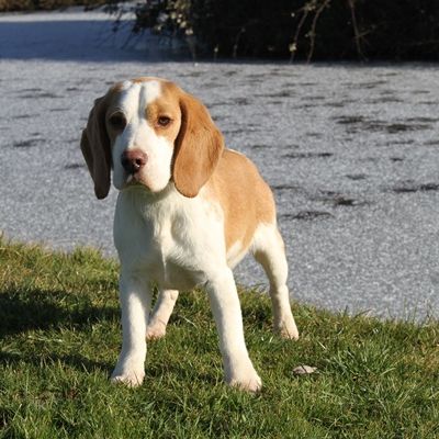 Valto, chien beagle bicolore lof à vendre #0