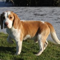 Valto, chien beagle bicolore lof à vendre #1