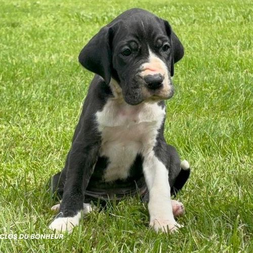 Chiots dogue allemand lof - portée de zia #1
