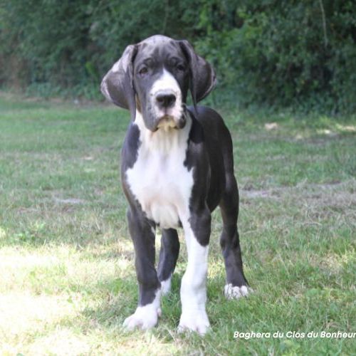 Chiots dogue allemand lof - portée de zia