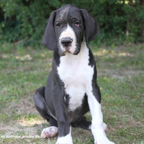Femelle dogue allemand noire lof - portée de zia