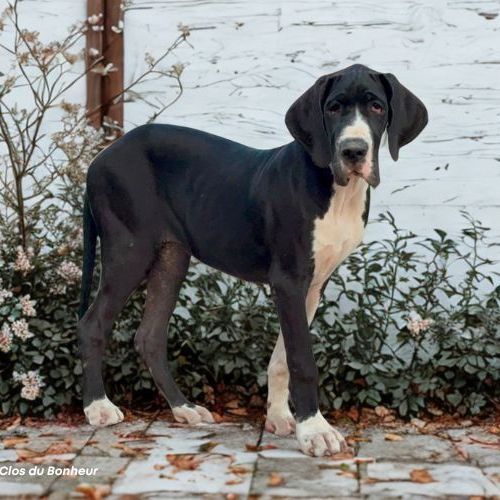 Bagherra - femelle dogue allemand noire lof