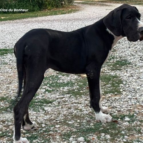 Bagherra - femelle dogue allemand noire lof #3