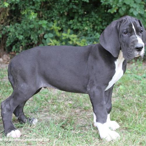 Chiots dogue allemand lof - portée de zia #3