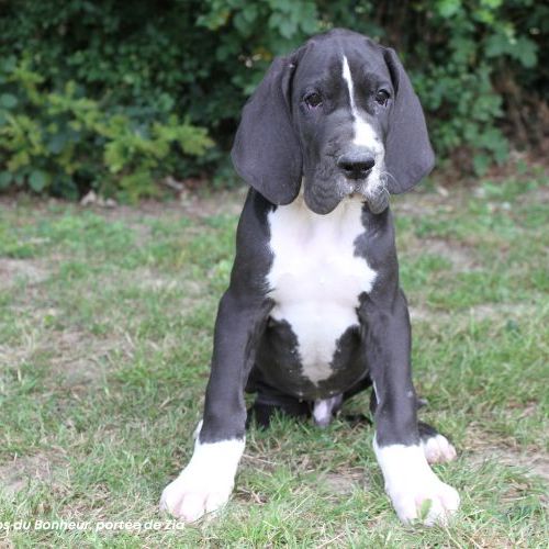 Chiots dogue allemand lof - portée de zia #4
