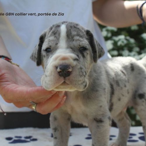 Chiots dogue allemand lof - portée de zia #2