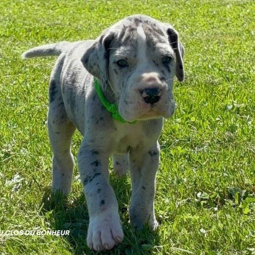 Chiots dogue allemand lof - portée de zia #3