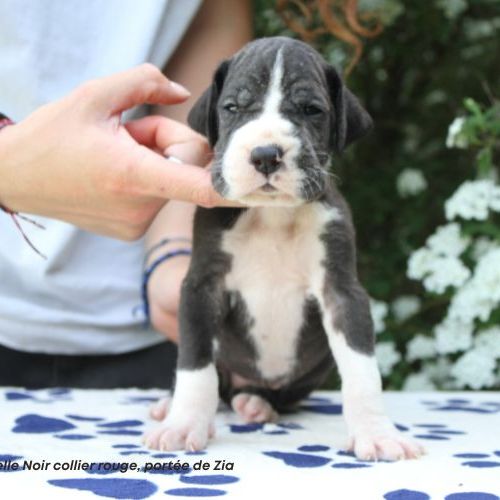 Chiots dogue allemand lof - portée de zia #4