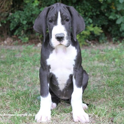 Chiots dogue allemand lof - portée de zia #6