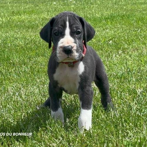 Chiots dogue allemand lof - portée de zia #5