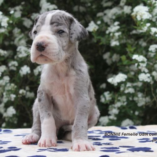 Chiots dogue allemand lof - portée de zia #5