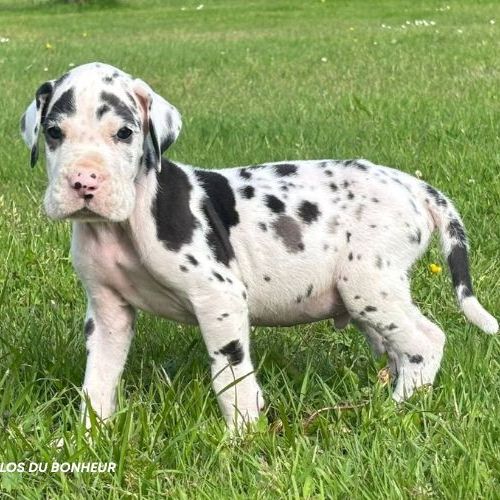Chiots dogue allemand lof - portée de zia #7