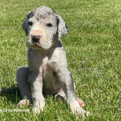 Chiots dogue allemand lof - portée de zia #8