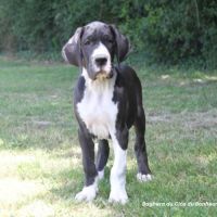 Chiots dogue allemand lof - portée de zia