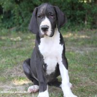 Femelle dogue allemand noire lof - portée de zia