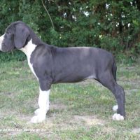 Chiots dogue allemand lof - portée de zia #2