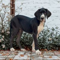 Bagherra - femelle dogue allemand noire lof