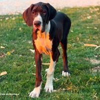 Bagherra - femelle dogue allemand noire lof #2
