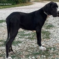 Bagherra - femelle dogue allemand noire lof #3