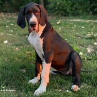 Bagherra - femelle dogue allemand noire lof #4
