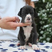 Chiots dogue allemand lof - portée de zia #1