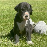 Chiots dogue allemand lof - portée de zia #2
