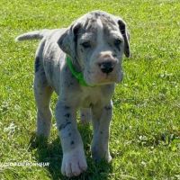 Chiots dogue allemand lof - portée de zia #3