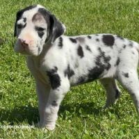 Chiots dogue allemand lof - portée de zia