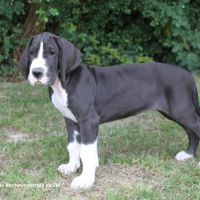 Chiots dogue allemand lof - portée de zia #5