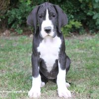 Chiots dogue allemand lof - portée de zia #6