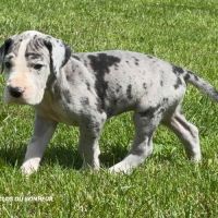 Chiots dogue allemand lof - portée de zia #6